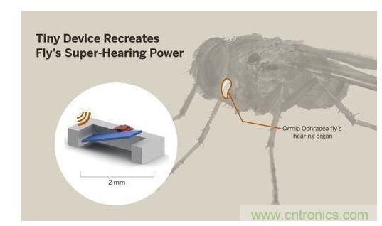 顯示研究人員們經由這種寄生蠅的聲音處理機制啟發,開發出一款低功耗的麥克風組件。