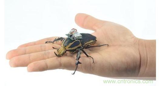 研究人員觀察手中的花甲蟲及其背包等細節。