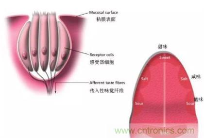 仿生傳感器的定義、原理、分類及應用