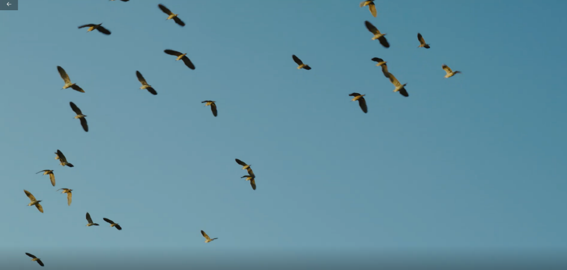 世界濕地日:海康威視攜手一個地球自然基金會,在上海守護這個重要“驛站” 世界濕地日:海康威視攜手一個地球自然基金會,在上海守護這個重要“驛站”