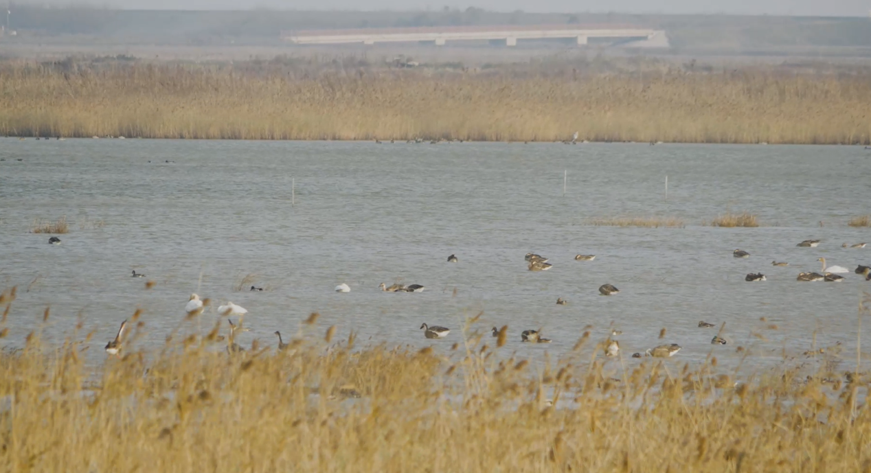 世界濕地日:海康威視攜手一個地球自然基金會,在上海守護這個重要“驛站” 世界濕地日:海康威視攜手一個地球自然基金會,在上海守護這個重要“驛站”